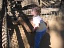 pettinggoat2.jpg
